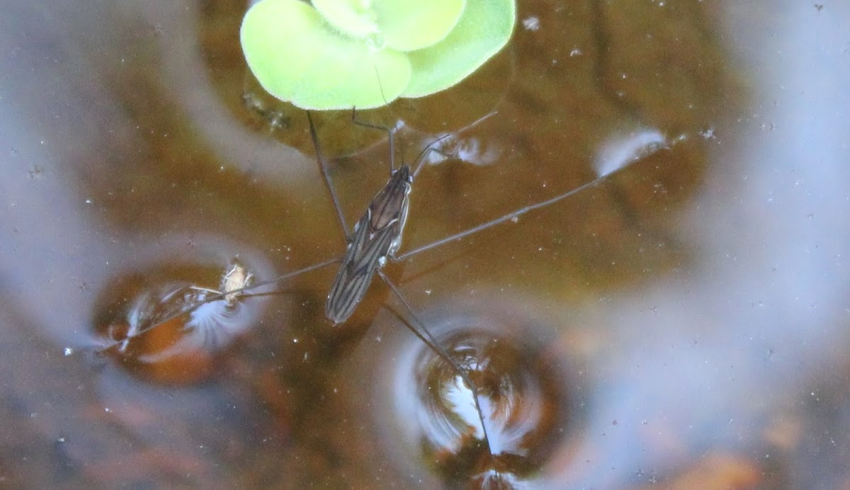 Water Strider