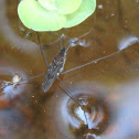 Water Strider