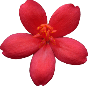 shebadoo_freebieflowers_orig_cu