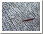 worm1