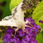 Corn earworm moth