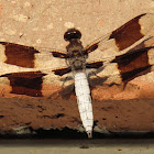 Common Whitetail Skimmer