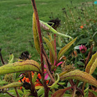 European Mantis
