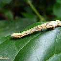 Geometrid moth caterpillar