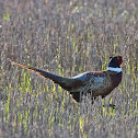 Ring-Necked Pheasant - Male