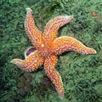 [Common starfish[2].jpg]