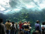Cool, isn't it? Georgia Aquarium