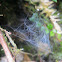 Spider Web