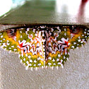 Oriental Orange banded Green Geometer moth