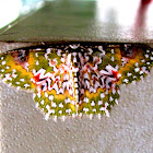 Oriental Orange banded Green Geometer moth