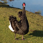 Black Swan