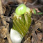 Mayapple
