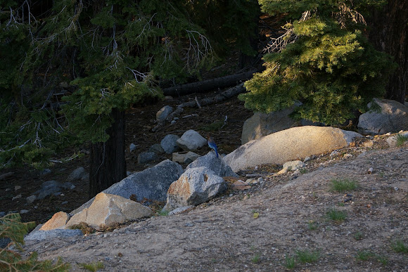 Spotting Image 1