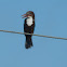 White Throated Kingfisher(કલકલિયો)