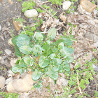 Wintercress
