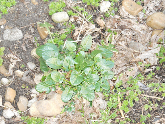 Spotting Image 1