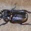 Horned scarab (aka Triceratops beetle)