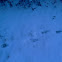 White-tail deer tracks