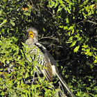 Southern Yellow-billed Hornbill