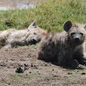 Spotted Hyena