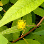 Tufted Loosestrife