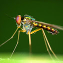 Longlegged Flies