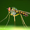 Longlegged Flies