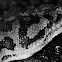 Carpet Python