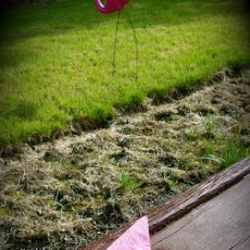 Pink Flamingo Fun 'n' Fruity Kabobs C/O --Tasty Dish--
