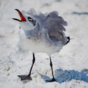 Laughing Gull (juvenile)
