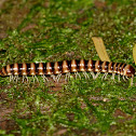 Polydesmid Millipede