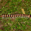 Polydesmid Millipede