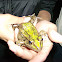 Southern Leopard Frog