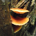 Fungi