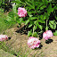 Pink peony