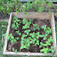 Soybeans%20in%20coldframe
