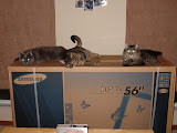 The cats enjoying dads new toy before he gets home