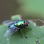 Green Bottle Fly