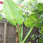 Elephant Ears
