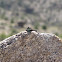 Western fence lizard