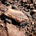 Sapito de Devincenzi