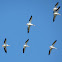 White pelicans