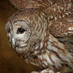 Vilma 2 by Pat Abbott - Photoshop Art Things ( animals, wildlife, barred owls, birds, owls, raptors )