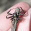 Elegant Crab Spider, male