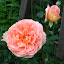 Abraham Darby rose