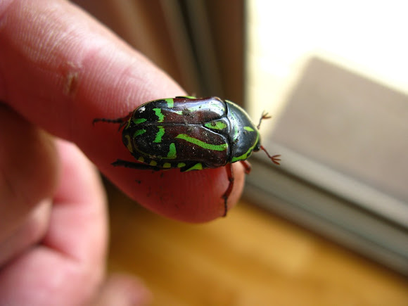 Spotting Image 1