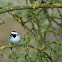 White wagtail