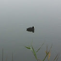 Eurasian coot
