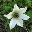 White annomone