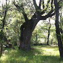 Roble peludo / Haritz ileduna